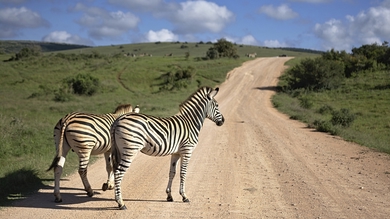 Südafrika - Krüger Nationalpark - Roadtrip common_terms_image 2